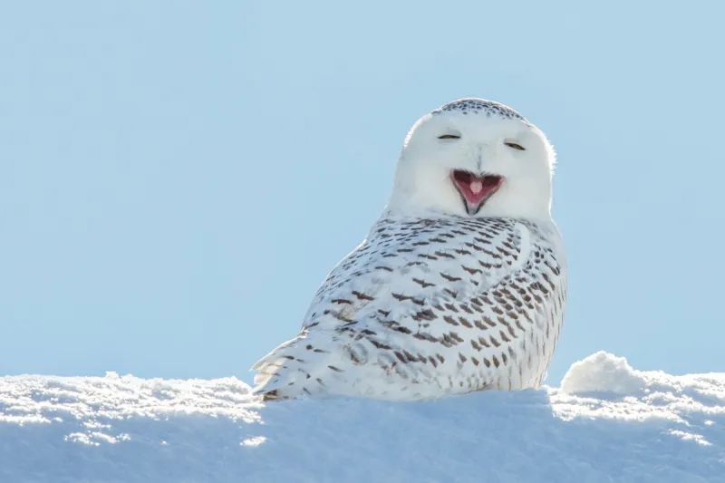 雪枭 雪 猫头鹰 野外动物 野生动物 动物 幽默 鸟类 威斯康星 冬天图片素材下载 稿定素材