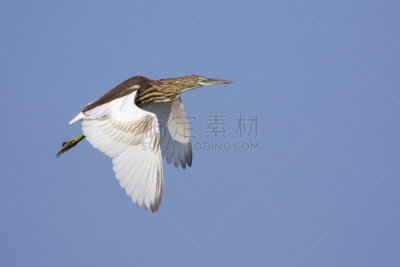 天空,苍鹭,池塘,野外动物,图像,水平画幅,夜晚,鸟类,巨大的,沼泽