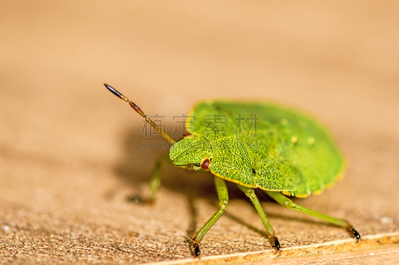 罗神,green shield bug,美,水平画幅,动物学,夏天,生物学,特写,明亮,heteroptera