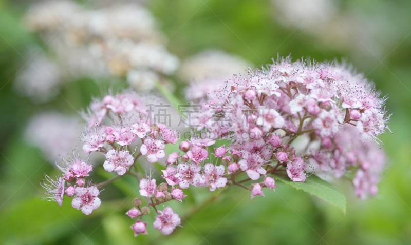 日本,枝,粉色,白色,自然美,茶花,美,公园,水平画幅,无人