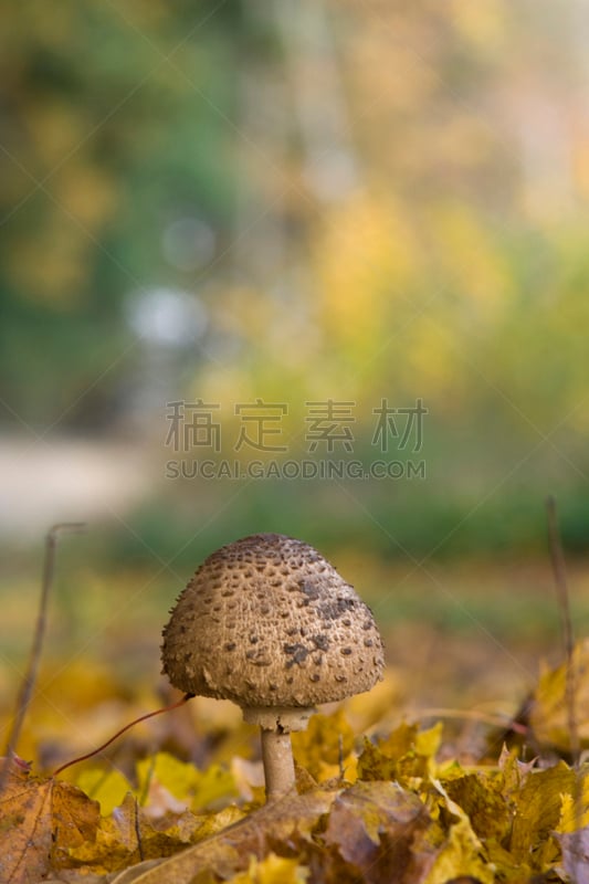 鬼笔鹅膏,自然,垂直画幅,秋天,无人,苔藓,山毛榉树,蘑菇,户外,特写