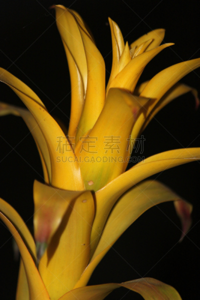 凤梨科植物,自然,垂直画幅,美国,夜晚,无人,黄昏,特写,单子叶植物,植物