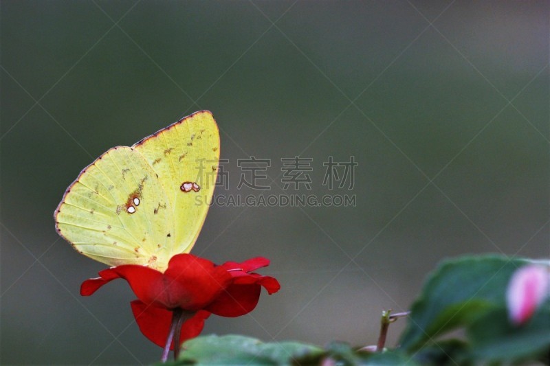 背景,云彩黄蝶,退化单眼,晴硫蝶,野生动物,翅膀,自然美,动物,凤仙花属植物