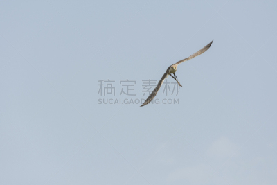 游隼,意大利,天空,食肉鸟,水平画幅,鸟类,爪子,动物身体部位,户外,有冠长腿兀鹰