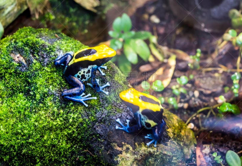 巴西,花箭毒蛙,石头,苔藓,dart frog,热带气候,野生动物,环境,青蛙,小的