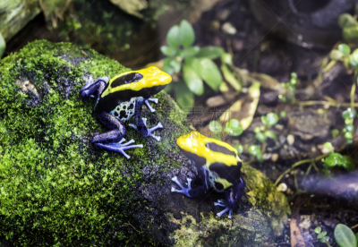 巴西,花箭毒蛙,石头,苔藓,dart frog,热带气候,野生动物,环境,青蛙,小的