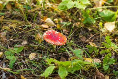 特写,有毒生物体,蘑菇,照片,鹅膏菌,褐色,水平画幅,苔藓,户外,生物学