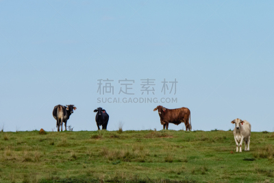 婆罗门圣牛,山脊,白色,农业,牲畜,图像,肉牛,瘤牛,美国,牛