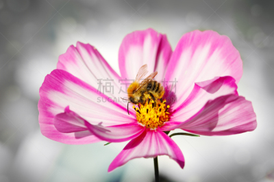 大波斯菊,蜜蜂,白色,水平画幅,无人,巨大的,野外动物,特写,黑色背景,植物