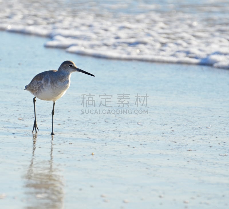 矶鹞,喙,特写,腿,海浪,日光,美国,海滩,离开,捕食