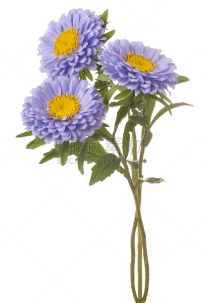 紫苑,瓷器,白色翠菊,垂直画幅,绿色,无人,蓝色,白色背景,背景分离,特写
