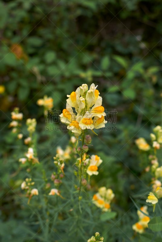 诚实花 ,大蟾蜍,医用水蛭,三角梅,垂直画幅,葫芦,无人,夏天,户外,特写