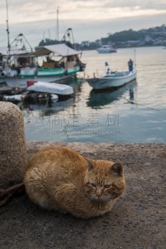 海港,猫,旅途,著名自然景观,渔业,船,著名景点,濑户内海,户外,乘船游