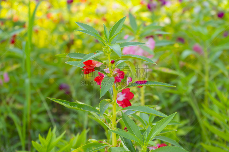 凤仙花属植物,园林,水平画幅,陈醋,无人,夏天,生物学,泰国,明亮,花蕾