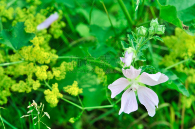 Altea medicinal, or Altea apothecary (lat. Althaéa officinális) is a perennial herb, a species of the Althea genus of the Malvaceae family. Althaea officinalis, or marsh-mallow.