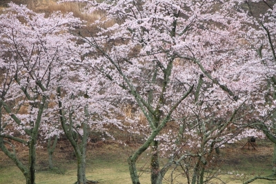 静冈县,雨,日本,樱桃树,伊豆半岛,樱之花,安装牛磺,天空,水平画幅,樱花
