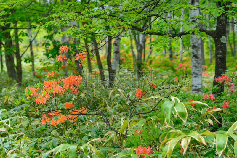 长野县,日本,杜鹃花,yachiho,森林,白桦,苏格兰高地,度假胜地,水平画幅,枝繁叶茂