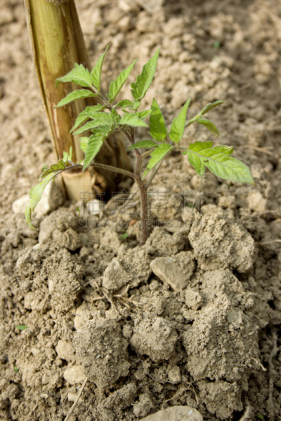 番茄植物,植物大小,植物类型,垂直画幅,菜园,植物属性,秧苗,无人,泥土,户外