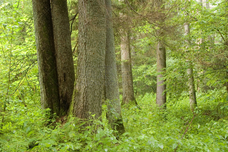 自然,森林,bialowieza forest,桤树,水平画幅,无人,夏天,户外,安全,树林