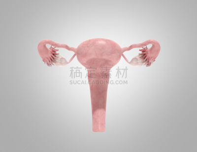 白色,三维图形,女性生殖系统,子宫颈,卵巢,输卵管,子宫内膜,妇科检查,人体子宫,有月经