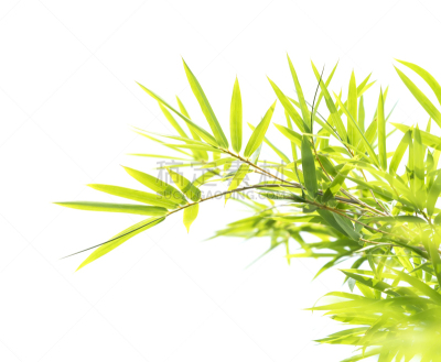 竹子叶,背景分离,分离着色,白色,垂直画幅,留白,新的,枝繁叶茂,草,热带灌木