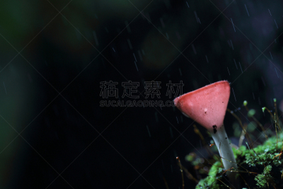 真菌,杯,盘菌科,蘑菇,水平画幅,无人,湿,热带雨林,户外,特写