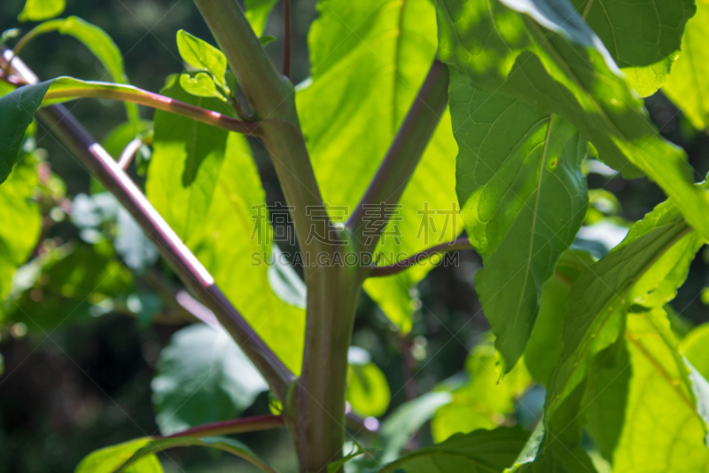 美洲商陆,自然,美国,水平画幅,水果,无人,浆果,特写,植物,清新