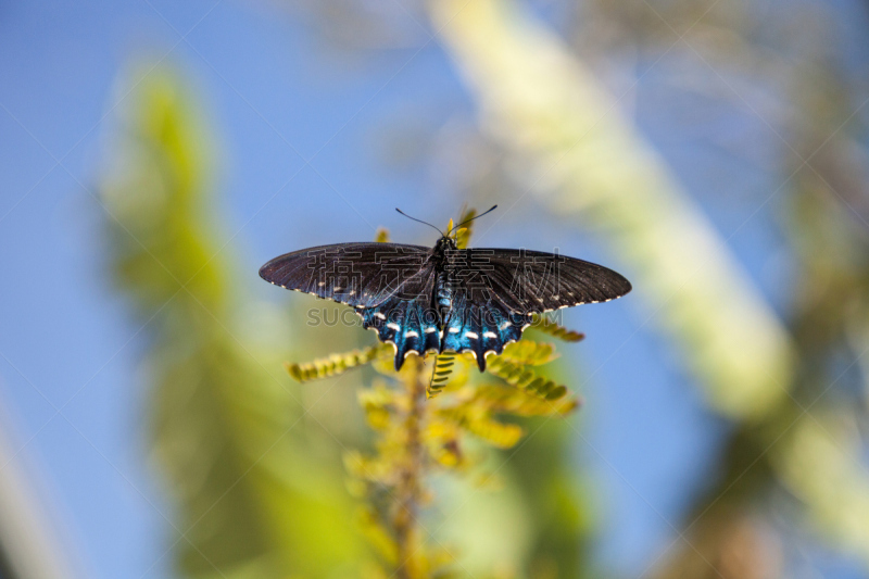 pipevine swallowtail butterfly,自然,野生动物,美国,水平画幅,无人,翅膀,脆弱,植物,昆虫