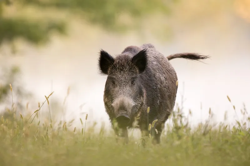 公猪 雾 原野 运动目标 猪 正面视角 美 褐色 国家公园 水平画幅图片素材下载 稿定素材