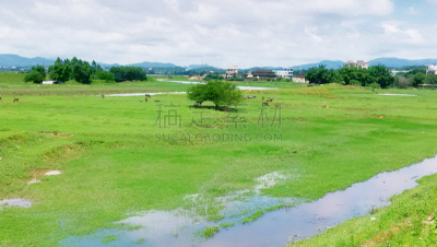 绿色,在移动设备上拍摄,田地,格林威治村,水,天空,早晨,草坪,夏天,草