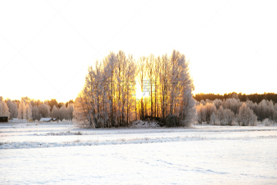 雪,日光,北方深红色食蜂鸟,天空,水平画幅,无人,户外,瑞典,阳光光束,冬天