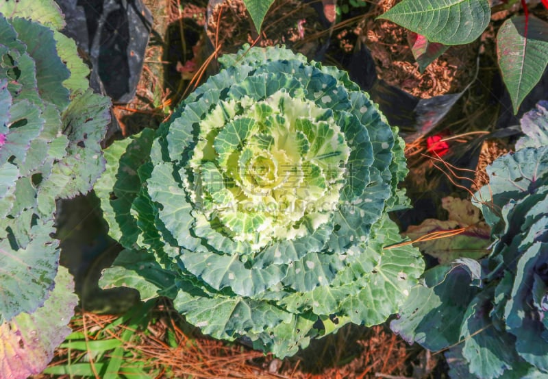 羽衣甘蓝,甘蓝,特写,蔬菜,清新,食品,园林,植物,户外,纹理