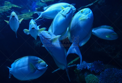 颊纹鼻鱼,水下,鱼类,海洋,海鲷,群,海洋生命,动物群,可爱的,深的