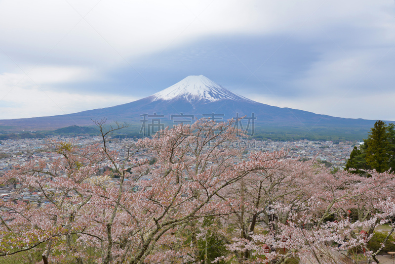 樱花,富士山,河口湖,富士河口湖,山梨县,水平画幅,地形,雪,城市天际线,日本