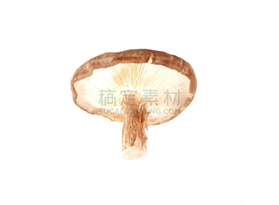 清新,白色背景,食用菌,白蘑菇,白色,真菌,水平画幅,原始视频,无人,成分