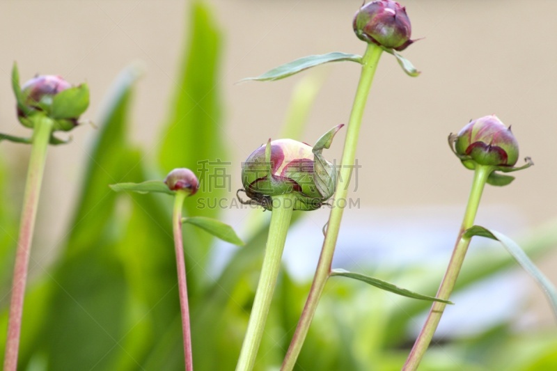 花蕾,牡丹,粉色,花头,水平画幅,无人,pink princess peony,摄影,花