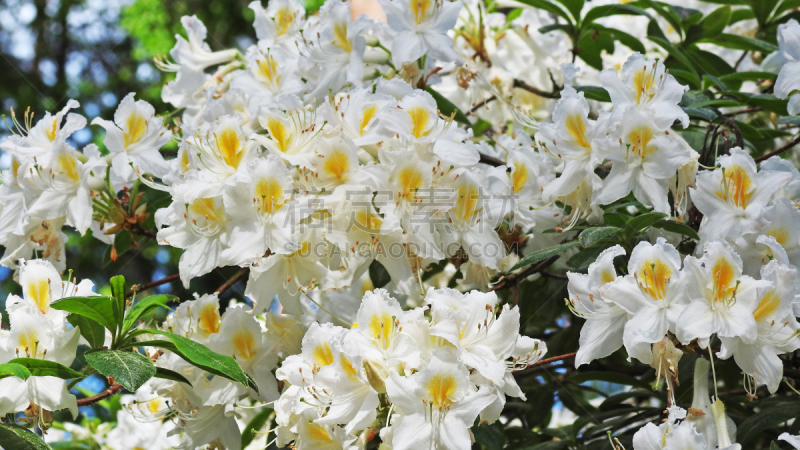 杜鹃花属,自然,水平画幅,无人,蓝色,夏天,户外,特写,红色,植物