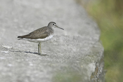 鸟类,矶鹞,注视镜头,水边,美,留白,水平画幅,无人,野外动物,户外