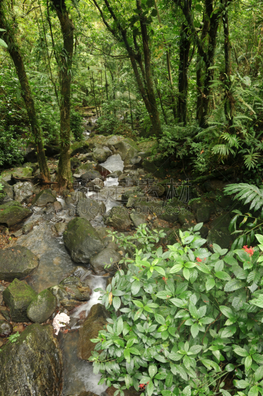 高架铁路铁轨,El Yunque Rainforest,波多黎各,自然,垂直画幅,褐色,绿色,岩石,无人,户外