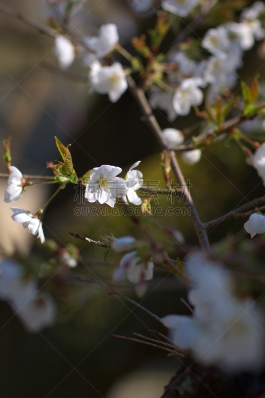 美,亮色调,白色,季节,松山,垂直画幅,四国,爱媛县,图像,花蕾