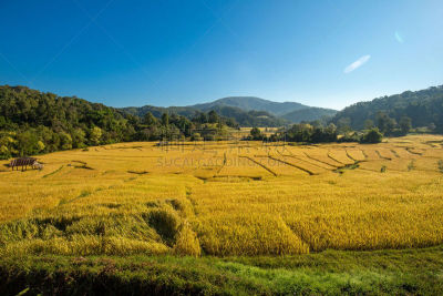 米,梯田,房屋,风景,地形,自然美,农业,东南亚半岛,热带气候,泰国