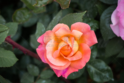 玫瑰,色彩鲜艳,自然美,美,水平画幅,茶花,夏天,生日,秋海棠,花束
