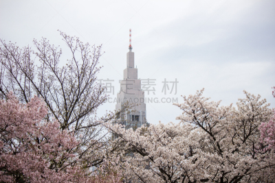 新宿御苑,樱桃树,在之后,ntt全覆盖代代木大厦,樱花,花见节,公园,水平画幅,樱桃,无人
