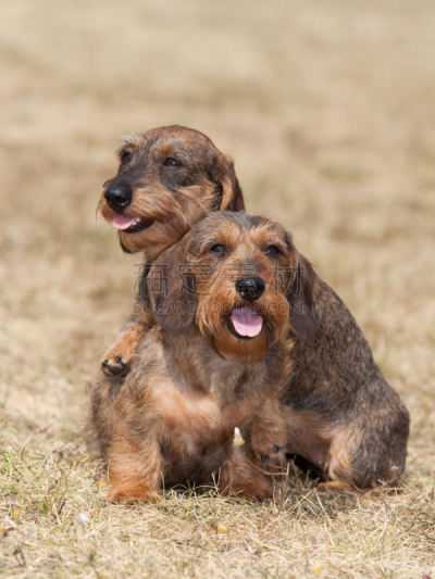 腊肠犬,纯种犬,两只动物,狗,注视镜头,钢毛德国猎犬,狗展,骄纵宠物,垂直画幅,可爱的