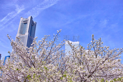 樱桃树,摩天大楼,建筑外部,横滨地标大厦,横滨高速铁路,吉野樱花,横滨,四季,水平画幅,樱花