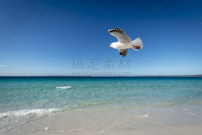 新南威尔士,澳大利亚,海鸥,海岸线,海姆斯海滩,一只动物,干净,在上面,纯净,逃避现实