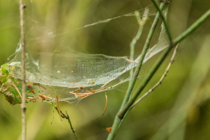 俄勒冈州,鹰河,俄勒冈郡,水平画幅,无人,苔藓,户外,金属,橡树林地,毒蘑菇