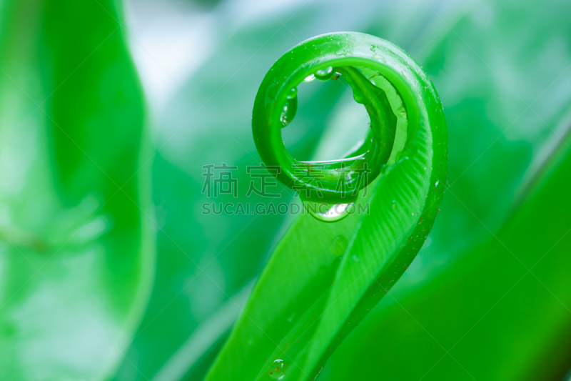 特写,圆形,自然美,燕窝蕨,螺线,复叶,美,新的,水平画幅,形状