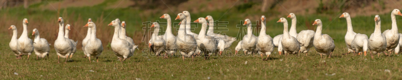 草地,大群动物,雁属,农业,并排,动物群,动物,鸟类,动物习性,农场