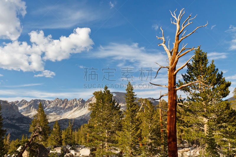 齿状山脊,太平洋鸟冠小径,狐尾松,加利福尼亚内华达山脉,天空,美国西部,水平画幅,无人,户外,针叶树